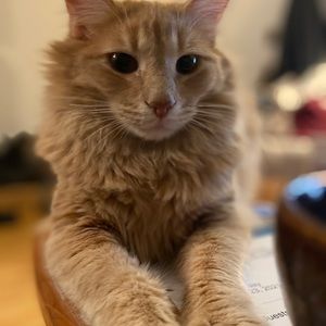 Meet your Posher, Bobby bojangles